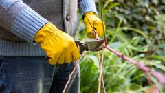 Ein Fehler – und die Äste beginnen zu faulen: 7 Regeln für den Baumschnitt vom Gärtner