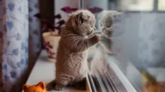 Wie lange kann man eine Katze allein lassen? Faustregel, Zahlen und Checkliste