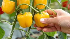 Paprika stocken nach dem Auspflanzen? 7 Schritte – und die kleine Erdschicht, die Wurzeln schützt